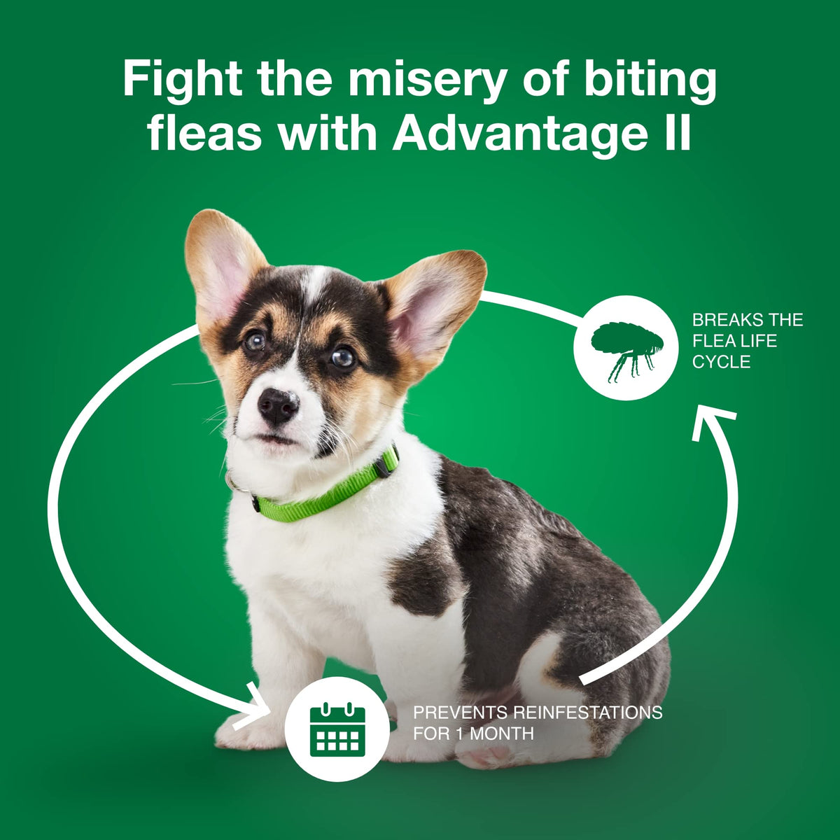 Small Dog Flea Treatment & Prevention 4-Month Supply G6257