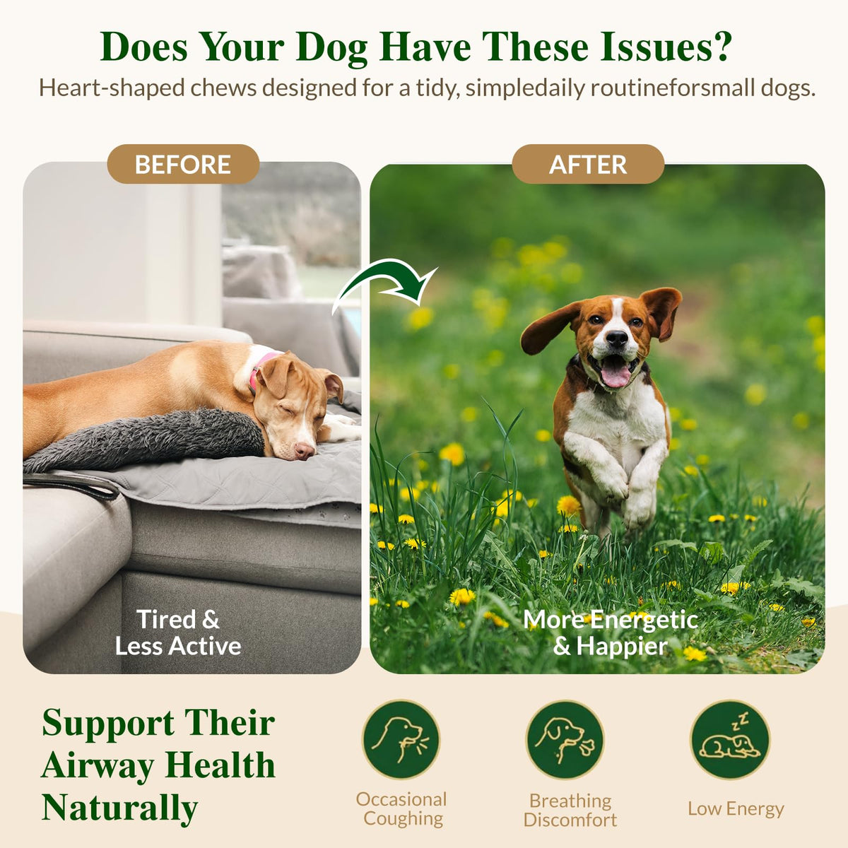 Soft Chews for Dogs J762212