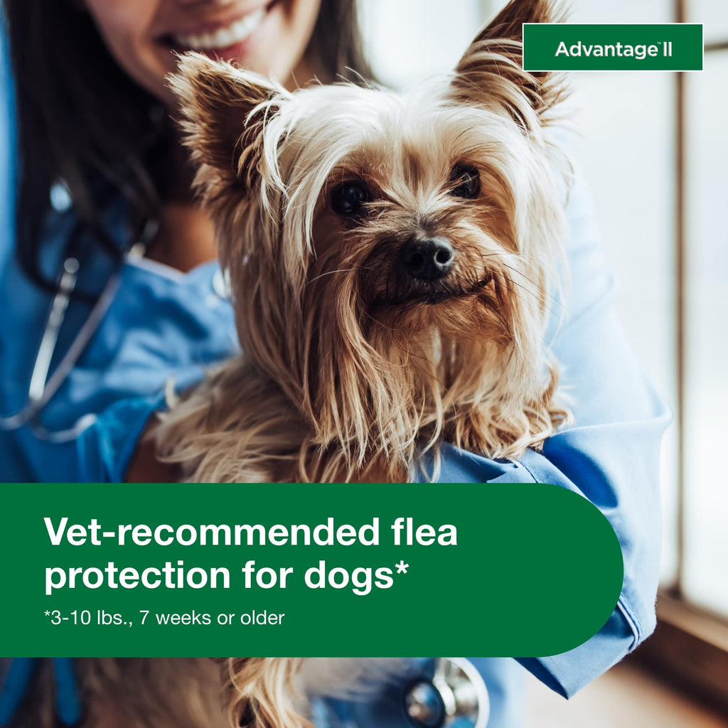 Small Dog Flea Treatment & Prevention 4-Month Supply G6257